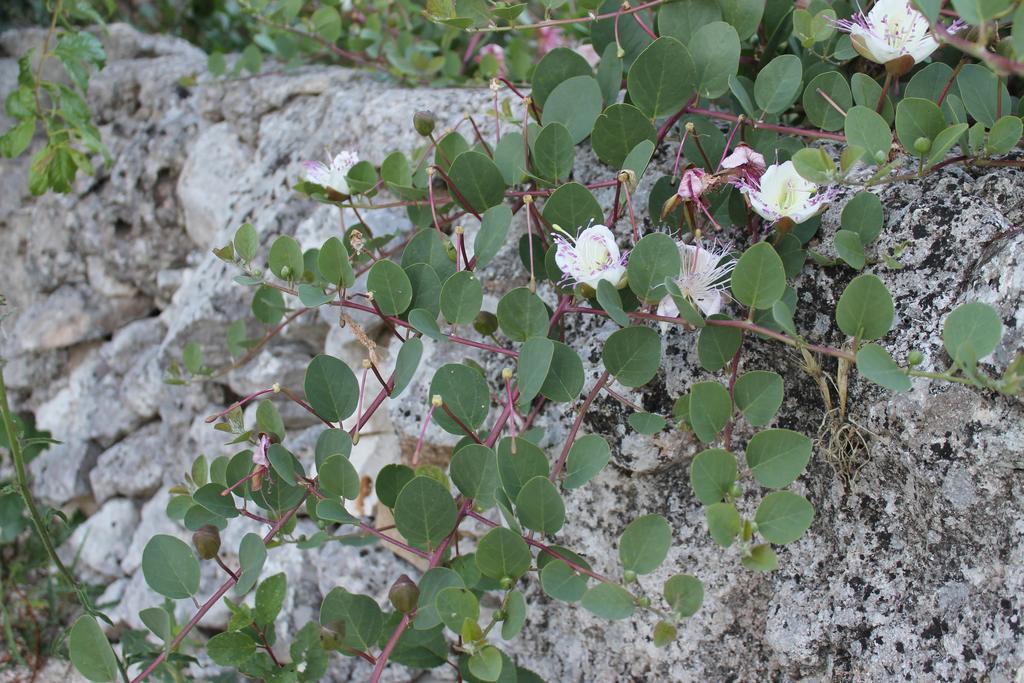 Bed and Breakfast La Casa Del Nonno Alberobello Exterior foto